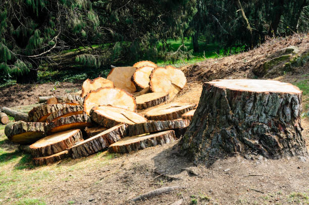 How Our Tree Care Process Works  in  Crestwood, MO